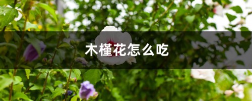 木槿花怎么吃