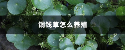 铜钱草怎么养殖（水培和土培方法）