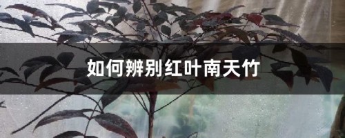 如何辨别红叶南天竹