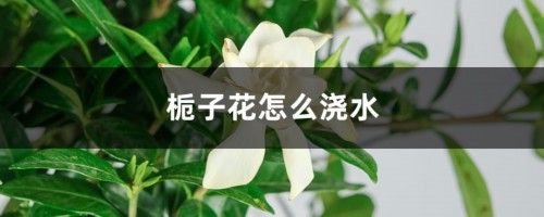 栀子花怎么浇水