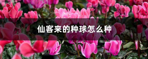 仙客来的种球怎么种