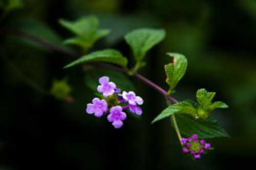 香水草什么时候开花